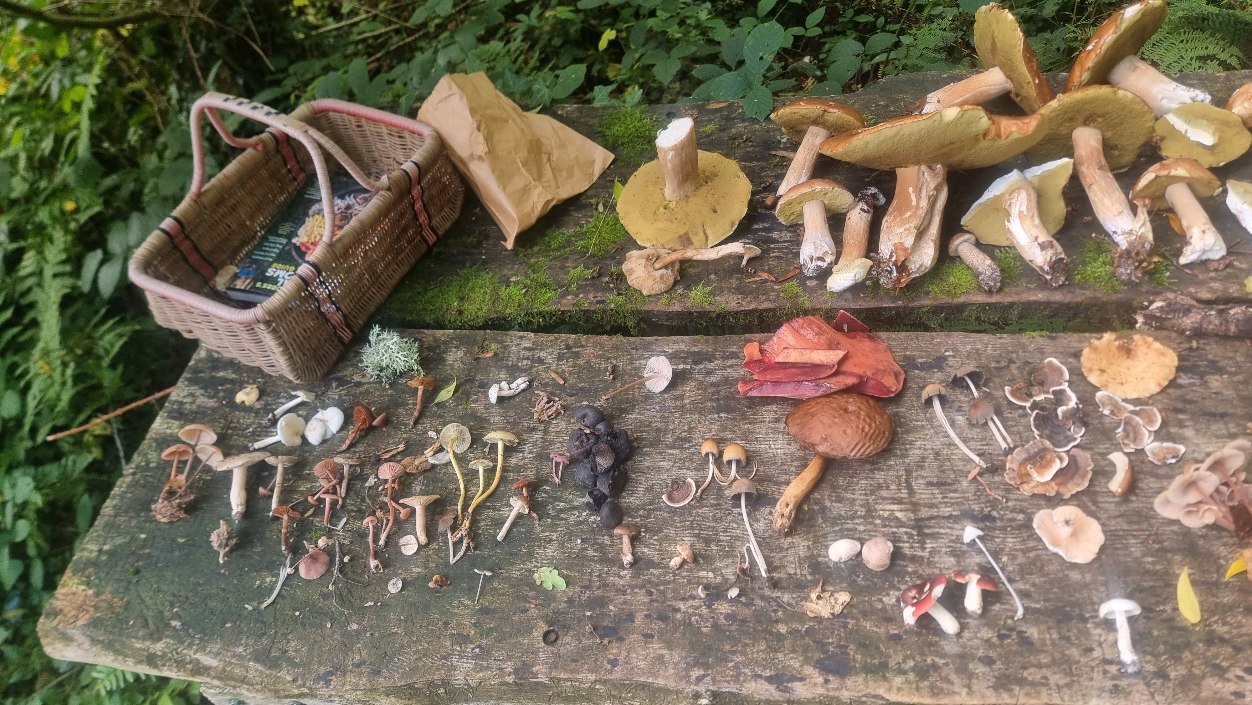 Looking For Wild Food? Here Are 10 Things You Should Know About Foraging for Beginners